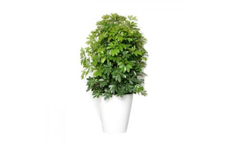 省心省事 -- 植物租賃 花卉租擺