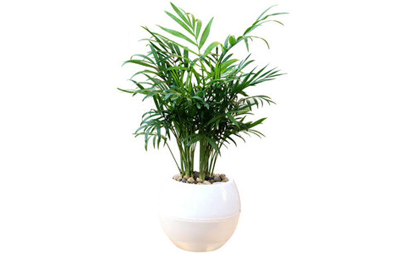 環(huán)境供獻 -- 植物租賃 花卉租擺